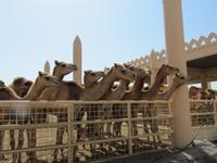 Bahrain- Janabiya-Kamelfarm
