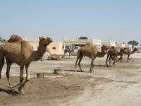 Bahrain- Janabiya-Kamelfarm