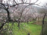 Mandelblüte auf Mallorca