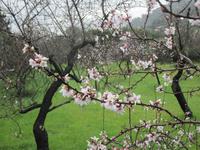 Mandelblüte auf Mallorca