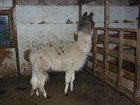 Lama