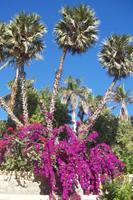 botanischer Garten Kitchner Insel
