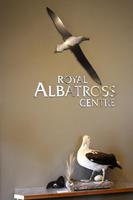 Besuch einer Albatross-Kolonie im Royal Albatross Centre
