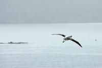 Besuch einer Albatross-Kolonie