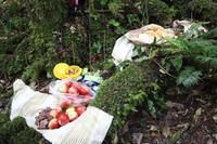 Picknick während des Maori-Waldspaziergangs