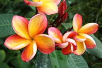 Orchideengarten in Singapur