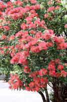 Rata-Baum