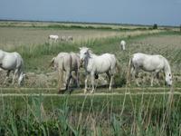 Camargue