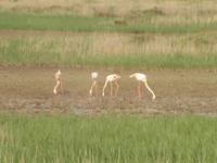 Camargue