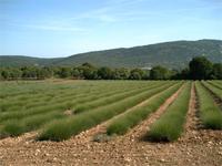 Lavendelfeld in der Provence