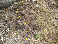 Alpenblumen