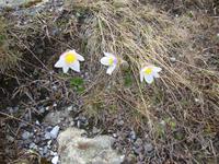 Alpenblumen