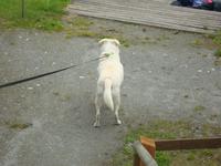 Sam der treue Begleiter