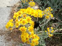 Mediterrane Flora