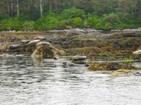 Seals - Seehunde in der Bantry Bucht