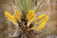 Pflanzenvielfalt in Sizilien