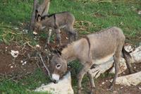 neugierige Besucher