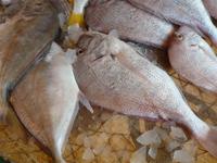 Sharjah Fischmarkt