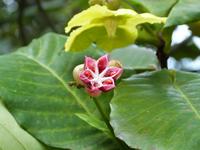 Botanische Garten von Kandy