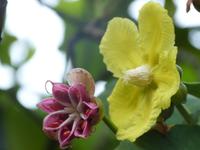 Botanische Garten von Kandy