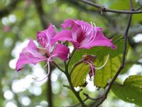 Botanische Garten von Kandy