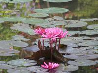 Botanische Garten von Kandy