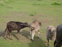 Safari im Yale-Nationalpark