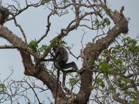 Safari im Yale-Nationalpark