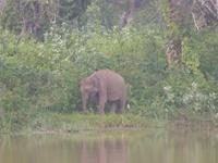 Safari im Yale-Nationalpark