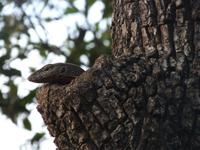 Safari im Yale-Nationalpark