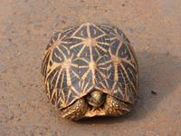 Safari im Yale-Nationalpark