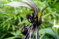Orchideengarten