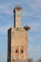 Störche in der Ausgrabungsstätte Chellah