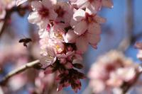 Mandelblüte