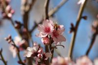 Mandelblüte