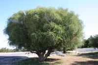 Arganbaum