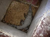 Wir sehen echte Alligatoren