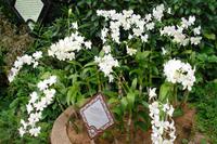 Orchideengarten in Singapur