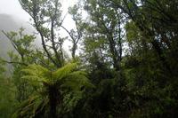 Regenwald nahe des Franz Josef Gletschers