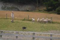Farmshow auf der Walter Peak Hochlandfarm