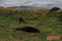 Otago Halbinsel, auf dem Gelände des Pinguin-Schutzprojektes Penguin Place