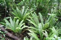 Spaziergang im Peel Forest Park