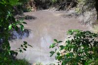 Thermalgebiet Te Puia in Rotorua