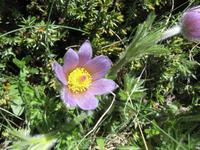 Alpine Blütenpracht