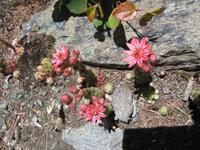 Alpine Blütenpracht