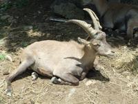 Im Alpenwildpark