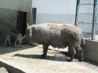 Im Alpenwildpark