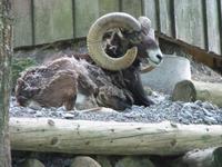 Im Alpenwildpark