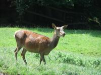 Im Alpenwildpark