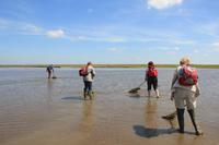 fleißig Tiere suchen im Watt